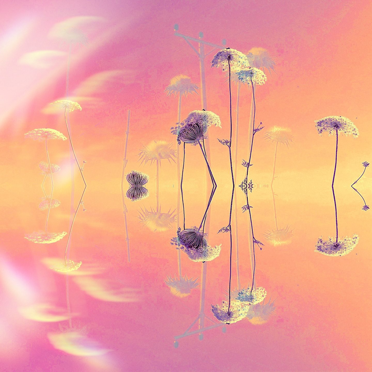 Abstract dandelion flower art on gradient background